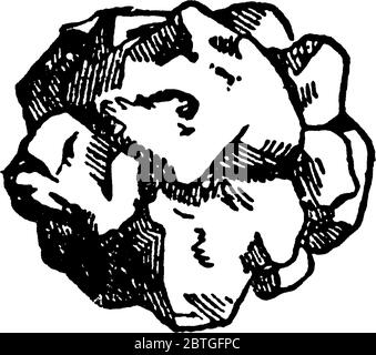 Image montrant le cas ou la cadice fait par les larves de Trichoptera., dessin de ligne vintage ou illustration de gravure. Illustration de Vecteur