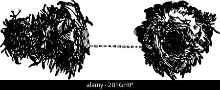 Cette image montre la cadice faite par les larves de Trichoptera., dessin de ligne vintage ou illustration de gravure. Illustration de Vecteur