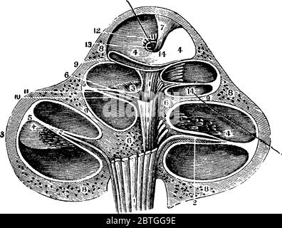 Tube en forme de escargot appelé cochlée, il est rempli de liquide et de terminaisons nerveuses sensibles qui transmettent des signaux sonores au cerveau, dessin de ligne vintage Illustration de Vecteur