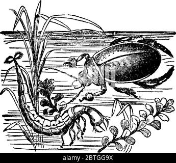Une photo représentant le grand scarabée de plongée à deux stades différents, A: Dytiscus marginalis, ou grand scarabée d'eau et B: Larve, drawi de ligne vintage Illustration de Vecteur
