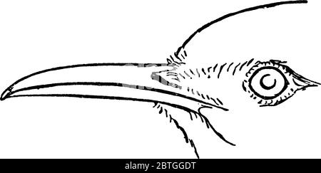On y trouve l'oiseau de passerine de taille moyenne, l'espèce Alauda certhilauda, le visage de Lark avec des caractères distinctifs et les longues bills courbés pointus et pointés avec du Whic Illustration de Vecteur
