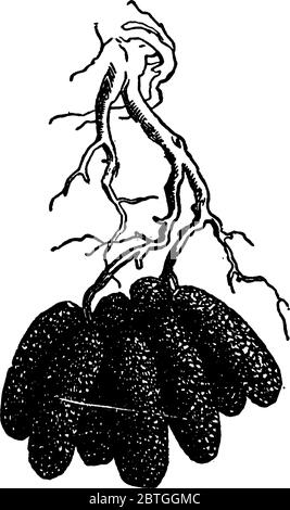 Image montrant le cas ou la cadice fait par les larves de Trichoptera., dessin de ligne vintage ou illustration de gravure. Illustration de Vecteur