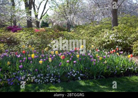 Spring Blooms à l'arboretum de Dallas Banque D'Images