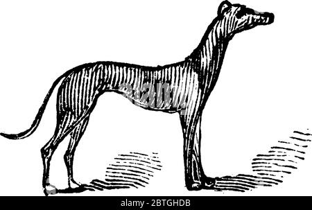 Le Greyhound est l'un des chiens les plus anciens et les plus rapides, souvent utilisé pour la course. , dessin de ligne vintage ou illustration de gravure. Illustration de Vecteur
