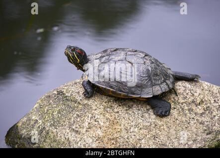 Tortue moulistière rouge. Une tortue moulistière à oreilles rouges repose sur une roche. Banque D'Images