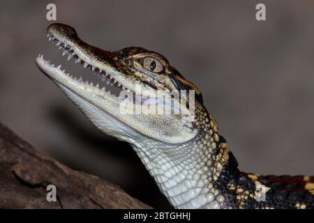 Gros plan de l'alligator captif pour bébé Banque D'Images