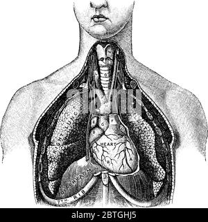 L'oxygène pénètre dans les poumons humains comme partie de l'air qu'ils respirent, avec les parties représentées, L.A., ventricule gauche; B, ventricule droit; F, art pulmonaire Illustration de Vecteur