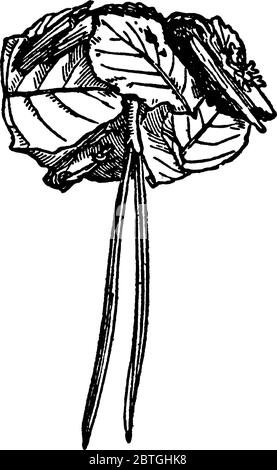 Image montrant le cas ou la cadice fait par les larves de Trichoptera., dessin de ligne vintage ou illustration de gravure. Illustration de Vecteur