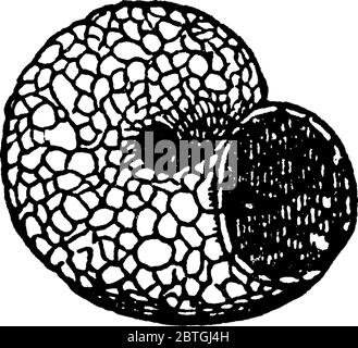 Image montrant le cas ou la cadice fait par les larves de Trichoptera., dessin de ligne vintage ou illustration de gravure. Illustration de Vecteur