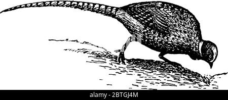 Le faisan commun, péchant des graines du sol, est un oiseau de la famille des faisans. Il est originaire d'Asie mais a été largement introduit ailleurs comme Illustration de Vecteur