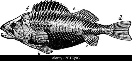 Squelette de perchoir montrant une ossature et de petits os, dessin de ligne vintage ou illustration de gravure. Illustration de Vecteur