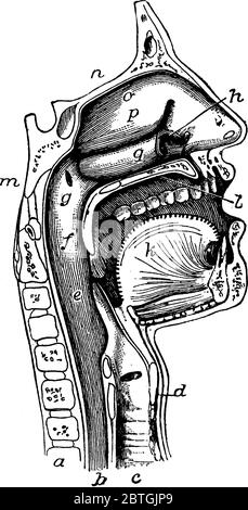 Représentation typique montrant la bouche, le nez et le pharynx, avec le commencement du goulet et du larynx, tel qu'exposé par une section, un peu à la Illustration de Vecteur