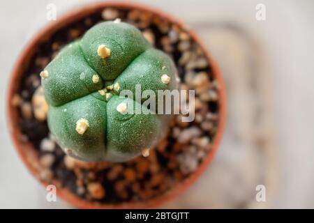 Petit cactus bouton peyote pousse dans un petit pot dans une ferme de peyote légale dans le sud du Texas, aux États-Unis Banque D'Images