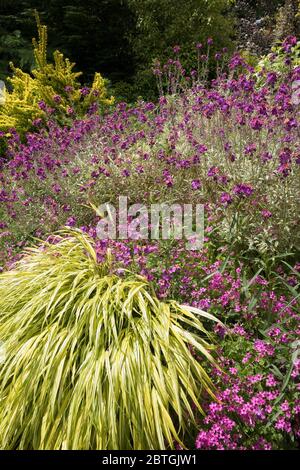 Un mélange de fleurs violettes et de graminées jaunes dans un jardin. Banque D'Images