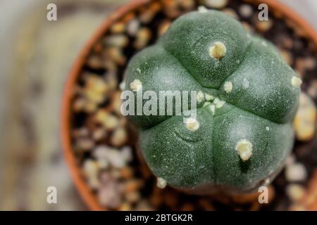 Gros plan de jeunes payotes cactus Button dans une ferme de peyotes légale dans le sud du Texas, aux États-Unis Banque D'Images