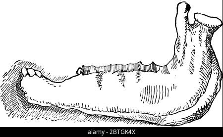 Mâchoire de jeune cheval mâle non castré (vue latérale), dessin de ligne vintage ou illustration de gravure. Illustration de Vecteur