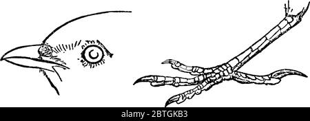 On y trouve l'oiseau de passerine de taille moyenne, l'espèce Calandrella brachydactyla, le visage de Lark avec des distincteyes et des bills avec lesquels ils creusent à uncov Illustration de Vecteur