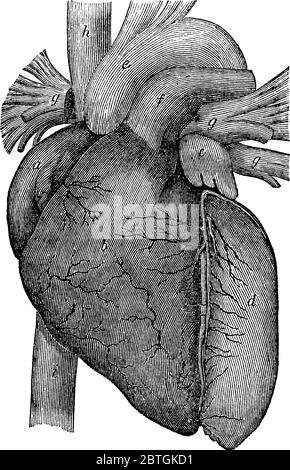 Image du coeur humain et montrant tous les composants du coeur de et à travers lequel le sang peut circuler correctement à travers les veines, le dessin de ligne vintage ou Illustration de Vecteur