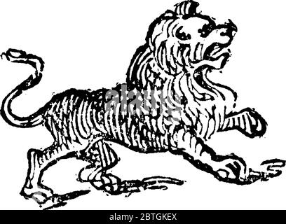 Le lion est un chat musclé, à forte tête arrondie et courte de la famille des Felidae, nom scientifique est Panthera Leo., dessin de ligne vintage ou engra Illustration de Vecteur