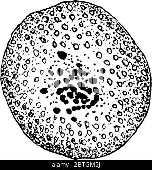 Figure montrant la formation de Cyclospora cayetanensis cellule d'oeuf, c'est un parasite coccidien qui cause la gastro-entérite prolongée et récurrente, millésime Illustration de Vecteur