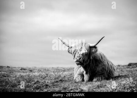 Vache highland par la mer à mull Banque D'Images