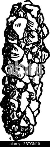 Cette image montre la cadice faite par les larves de Trichoptera., dessin de ligne vintage ou illustration de gravure. Illustration de Vecteur