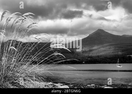 Voir des chèvres est tombé sur arran Banque D'Images