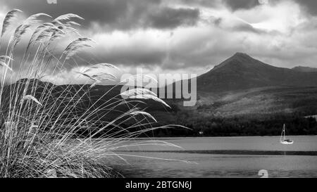 Voir des chèvres est tombé sur arran Banque D'Images