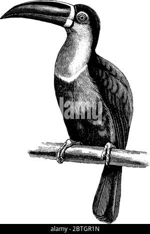 Le Toucan aérien est un oiseau trouvé dans l'île de Trinidad et en Amérique du Sud tropicale, également connu sous le nom de Toucan de bec, de dessin de ligne vintage ou e Illustration de Vecteur