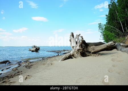 Un grand tronc d'un vieux arbre déversé avec des racines se trouve sur la rive sablonneuse d'un grand lac près de la forêt. Gros plan. Banque D'Images