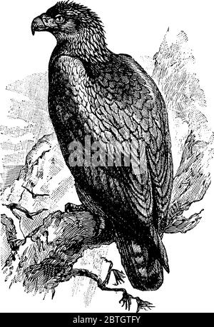 Un gros oiseau de proie de la famille des Acipitridae, qui compte des faucons, des aigles et des cerfs-volants, dessin de lignes vintage ou illustration de gravure. Illustration de Vecteur