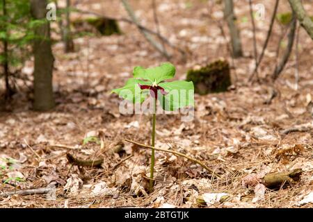 Une seule fleur rouge de trillium émerge du sol dans une forêt. Banque D'Images