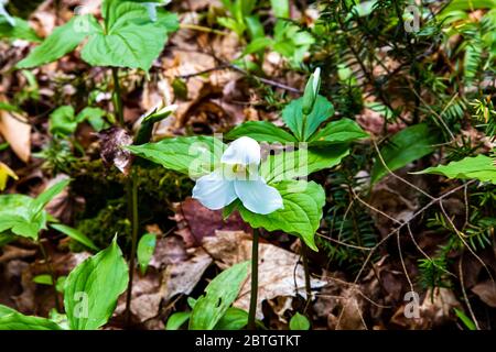 Un trillium blanc et sauvage pousse au printemps sur un fond forestier de l'Ontario, émergeant des feuilles mortes de l'année dernière. Banque D'Images