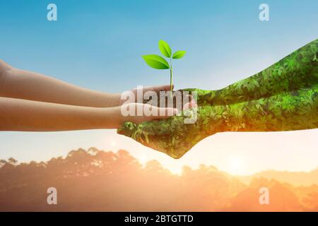 Environnement jour de la Terre mains de la nature. Les mains de fille tenant des arbres poussant sur fond de montagne lumière dorée nature. Écologie et nature. Banque D'Images