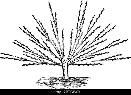 Représentation typique de l'Pruning pour un arbre en forme de ventilateur, observée à la quatrième année, dessin de ligne vintage ou illustration de gravure. Illustration de Vecteur