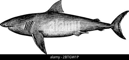 Le Grand requin blanc, grand requin de la famille Lamnidae du maquereau et des requins blancs, dessin de ligne ou illustration de gravure vintage. Illustration de Vecteur