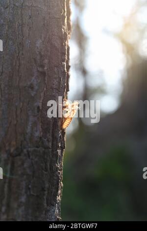 Cigales mue sur l'arbre. Cicada taches, belle nature scène insecte muant cigales dans la nature. Concept cigales métamorphose grandir à l'adulte dans Banque D'Images