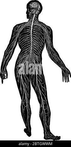 La vue postérieure de l’arrangement général du système nerveux humain, qui coordonne le ca volontaire et involontaire d’un individu, est illustrée ici Illustration de Vecteur