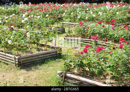 Rose blanche et rose rouge dans le jardin de roses Banque D'Images