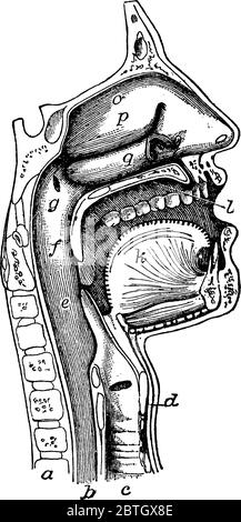 La bouche, le nez et le pharynx, avec le commencement du gullet (oesophage) et du larynx, tel qu'exposé par une section un peu à gauche du plan médian o Illustration de Vecteur