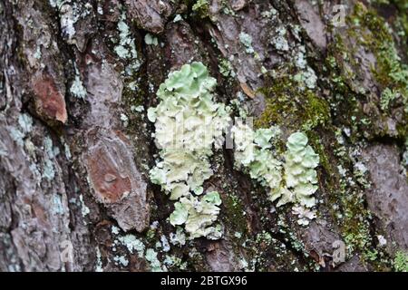 le lichen est un organisme composite qui provient d'algues ou de cyanobactéries vivant parmi les filaments de plusieurs espèces de champignons dans une relation mutualiste. Banque D'Images
