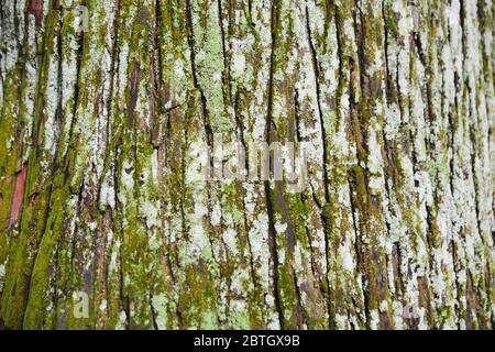 le lichen est un organisme composite qui provient d'algues ou de cyanobactéries vivant parmi les filaments de plusieurs espèces de champignons dans une relation mutualiste. Banque D'Images