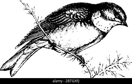 Finch, avec un plumage coloré, se nourrit principalement de chanvre, de lin et de fruits, avec un bec court, un dessin de ligne vintage ou une illustration de gravure. Illustration de Vecteur