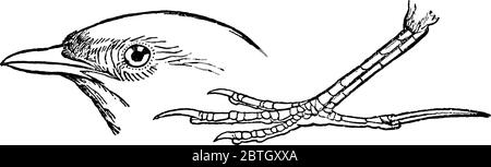 On y trouve l'oiseau de passereau de taille moyenne, l'espèce Alauda arvensis, le visage de Lark avec des distincteyes et des bills avec lesquels ils creusent pour découvrir de la nourriture; a Illustration de Vecteur