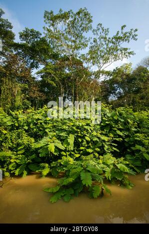 Forêt tropicale luxuriante dans l'un des sidermes sur le côté ouest du lac Gatun, République du Panama. Banque D'Images