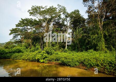 Forêt tropicale luxuriante dans l'un des sidermes sur le côté ouest du lac Gatun, République du Panama. Banque D'Images