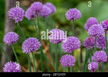 Bumblebee sur des fleurs de ciboulette pourpres Banque D'Images