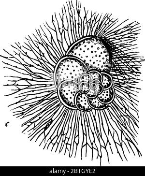 Les foraminifères sont membres d'un phylum ou d'une classe de protistes amiboïdes, dessin de ligne vintage ou illustration de gravure. Illustration de Vecteur
