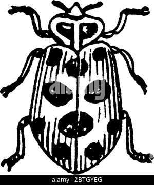 Les coccinelles sont en forme de dôme avec des bandes longitudinales et des taches circulaires sombres, principalement en rouge ou orange, sont très destructrices pour planter des poux, vintag Illustration de Vecteur