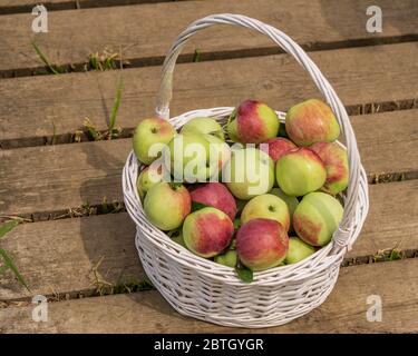 pommes dans un panier blanc sur un chemin de bois dans la ferme. Banque D'Images
